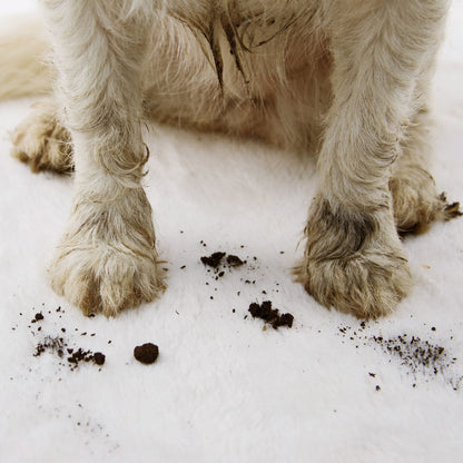 Kit igiene per proprietari di cani – 1 L + 100 ml OXYLYTHE